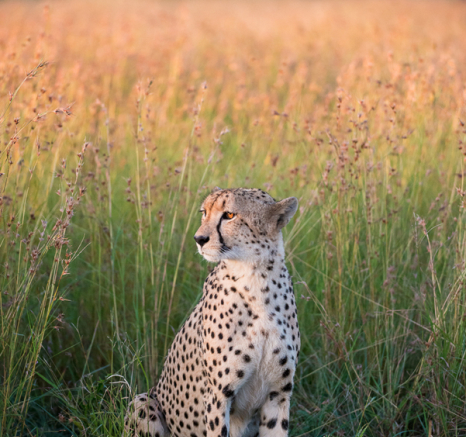 Cheetah Boy Cheetah Boy
