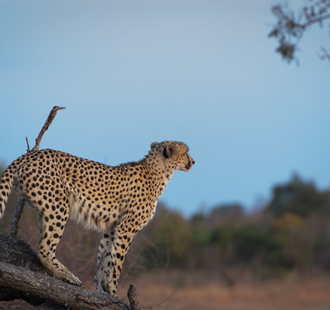 Male Cheetah 3 Male Cheetah 3