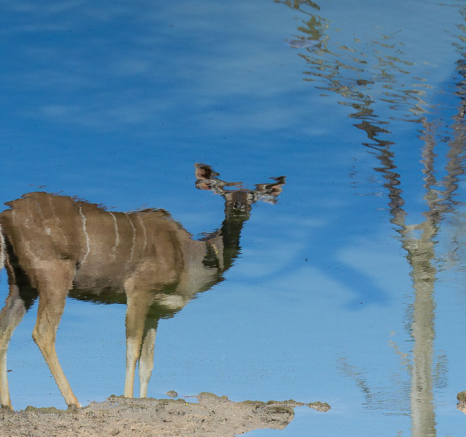 Kudu Reflecion Kudu Reflecion