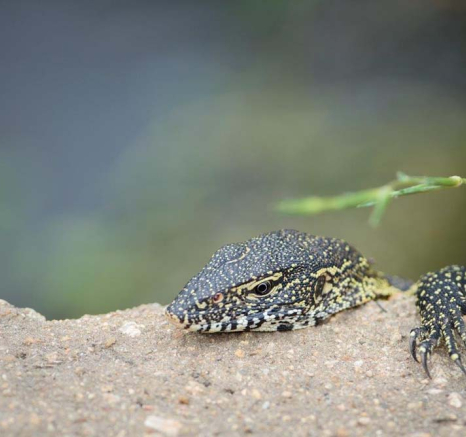 Mike Palmer Water Monitor Mike Palmer Water Monitor