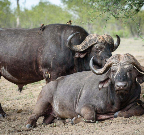 04Mike Palmer Buff Bulls 020116 3