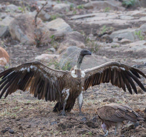 19Franscois Rosslee Vulture 19Franscois Rosslee Vulture