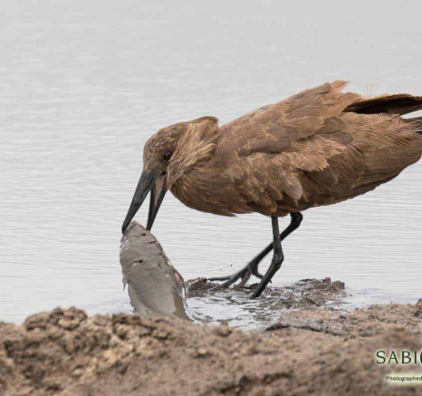 22Franscois Rosslee Hamerkop 1 Of 1 Final 22Franscois Rosslee Hamerkop 1 Of 1 Final