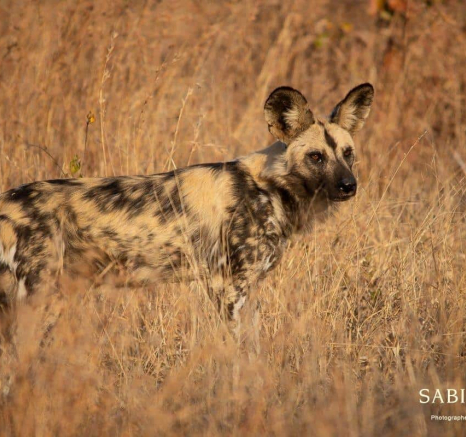 03Kerry Lee Roberg Wild Dog2 Final 03Kerry Lee Roberg Wild Dog2 Final