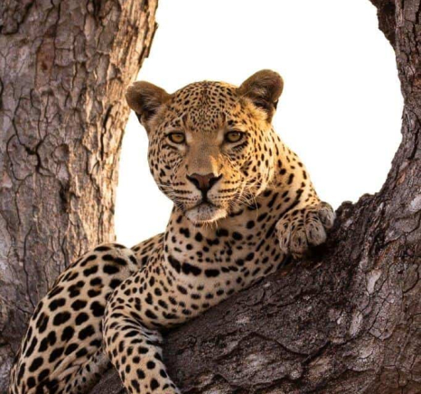 08Frederik Aucamp White Dam Male Leopard 2 Final 08Frederik Aucamp White Dam Male Leopard 2 Final