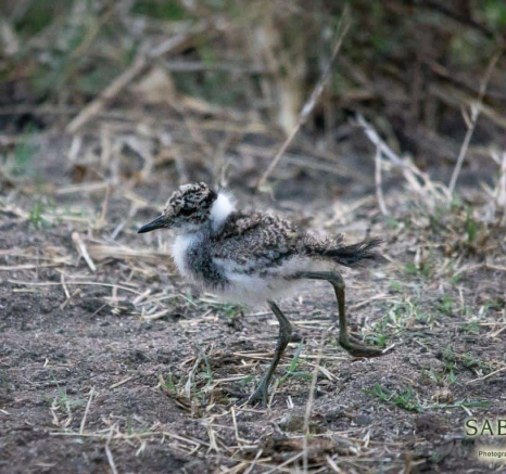 31Kerry Lee Roberg Juv Lapwing Final 31Kerry Lee Roberg Juv Lapwing Final