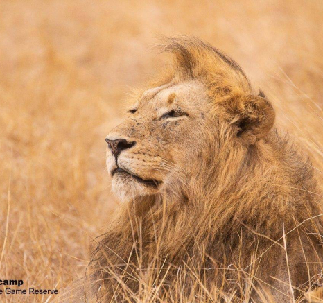 10Frederik Aucamp Otowa Male And Mangeni Pride Lions 06 09 2019 1 Final 10Frederik Aucamp Otowa Male And Mangeni Pride Lions 06 09 2019 1 Final