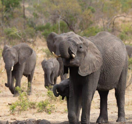 40Louise Murray Elpehants 14102019 1 Final