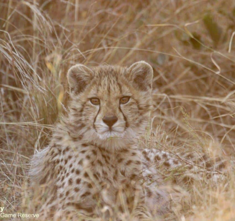 10Louise Murray Cheetah 14072020 Final 10Louise Murray Cheetah 14072020 Final