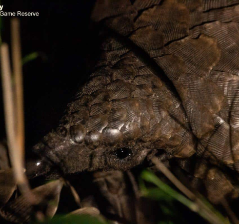 12Louise Murray Pangolin 15102020 1 Final