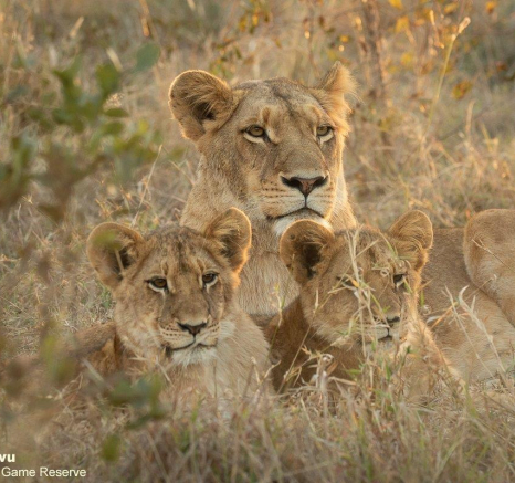 07andries Sp Lionesscubs 260621 1 Final