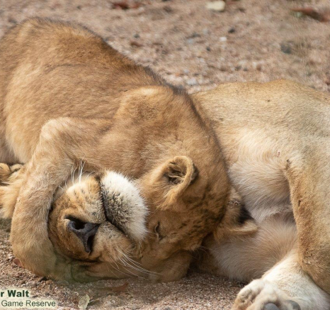 34Tyron Van Der Walt Styx Cubs 160721 6 Final