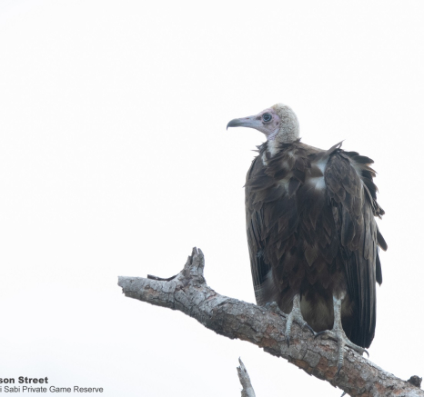 B13Jason Street VULTURE 010422 Final