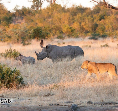 14Kevin Van Der Linde Talamati Lions And Rhino 15062019 Sigma 70 200 F2.8 7 Final 14Kevin Van Der Linde Talamati Lions And Rhino 15062019 Sigma 70 200 F2.8 7 Final