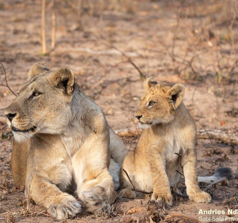 A08andries Lions.styx Blog 1 Final A08andries Lions.styx Blog 1 Final