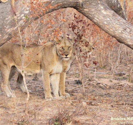 A11andries Lions.styx Blog 6 Final A11andries Lions.styx Blog 6 Final