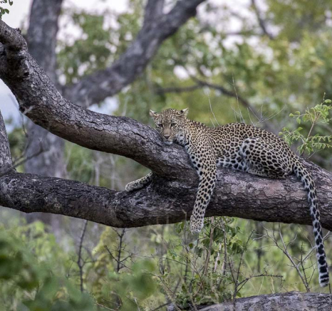 Kyle Kelenge  3 Kyle Kelenge  3