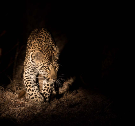 21Mike Palmer New Female Leopard 3 21Mike Palmer New Female Leopard 3