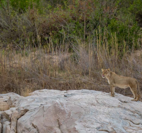 07Pravir Patel Lion01 07Pravir Patel Lion01