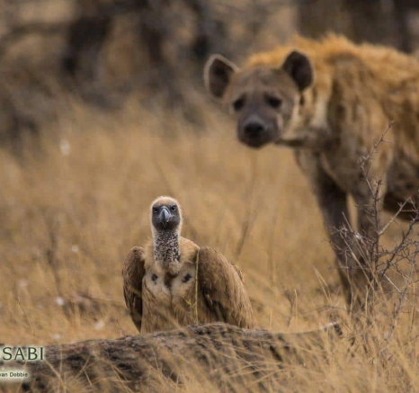 25Kevan Dobbie WB Vulture 231018 Final