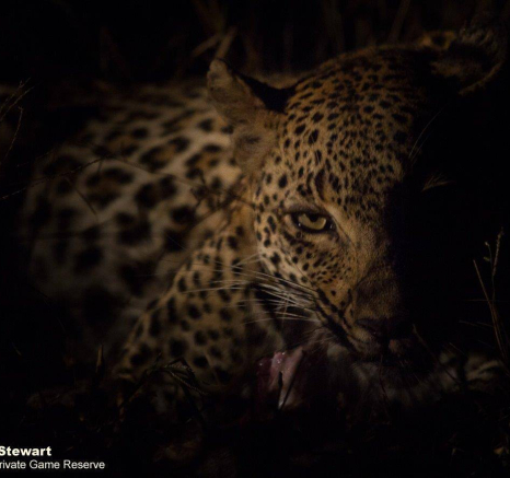 31Graeme Stewart Leopard 200320 3 Final