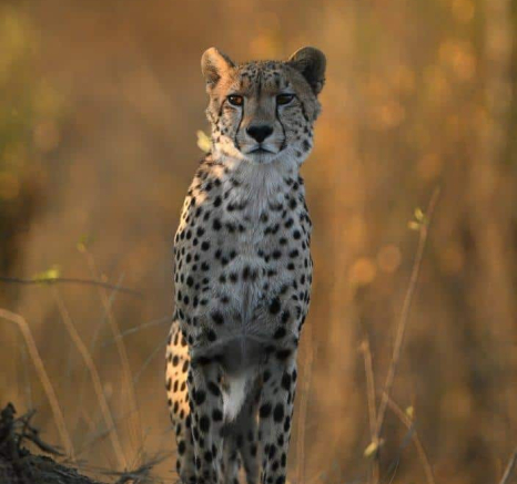 08Ally Ross 20200906 Young Male 01  Final 08Ally Ross 20200906 Young Male 01  Final