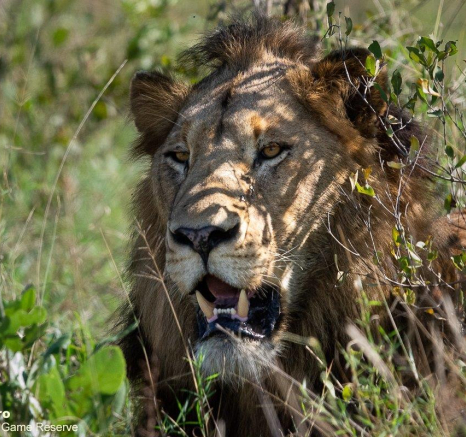 A22ronald Mutero Kruger Males 05042022 3 Final A22ronald Mutero Kruger Males 05042022 3 Final