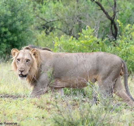 A19ronanld Unknown Male Lions 16122022 Final