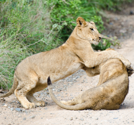 Lion Play 8 Lion Play 8