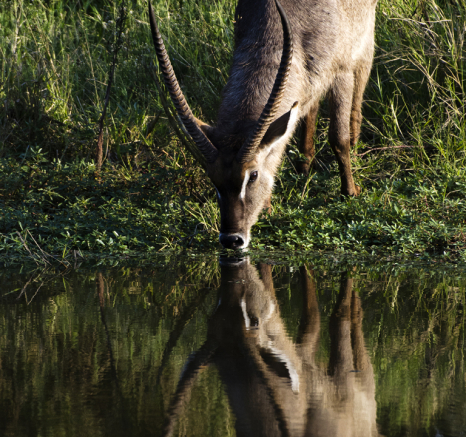 Waterbuck Waterbuck