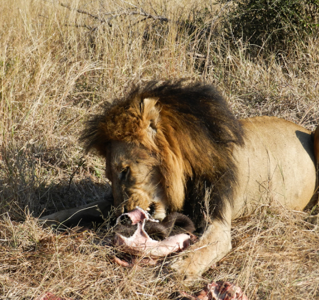 Kruger Male Lion Kruger Male Lion