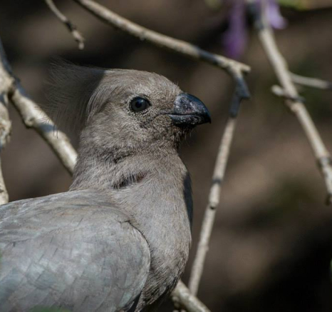 10154965 741592685888385 5263614666806308581 N