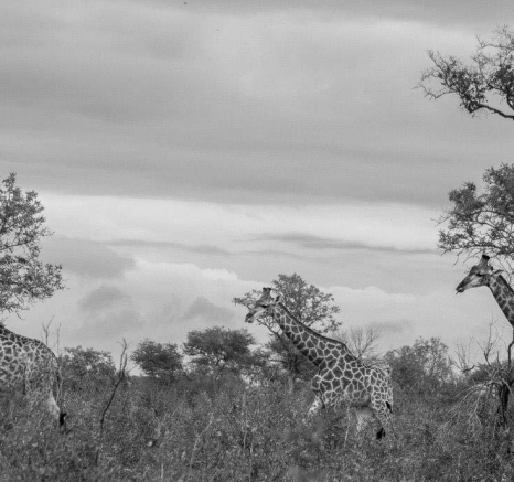 31Tayla McCurdy Giraffe 9 May 16 2 Of 2 31Tayla McCurdy Giraffe 9 May 16 2 Of 2