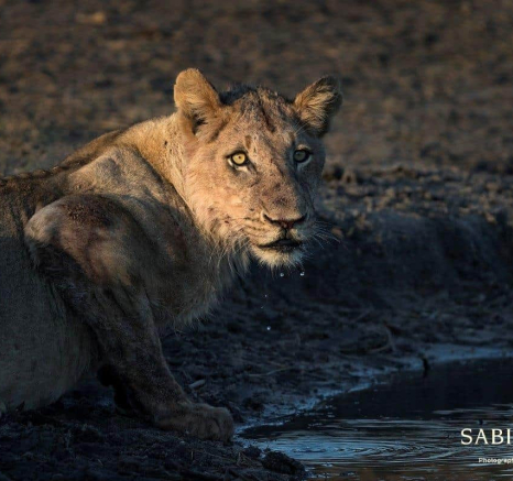 41Francois Malan Lion Kill 20181011 1 Of 3 Final 41Francois Malan Lion Kill 20181011 1 Of 3 Final