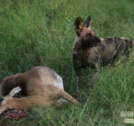 27Steff McWilliam Wild Dog 2 27 03 19 Final 27Steff McWilliam Wild Dog 2 27 03 19 Final