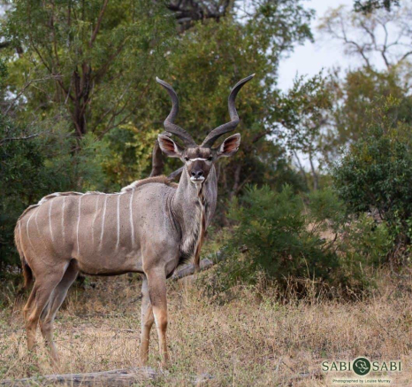 10Louise Murray Kudu 24052019 Final 10Louise Murray Kudu 24052019 Final