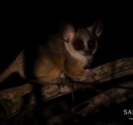 05Kevan Dobbie BushBaby 2 Final 05Kevan Dobbie BushBaby 2 Final