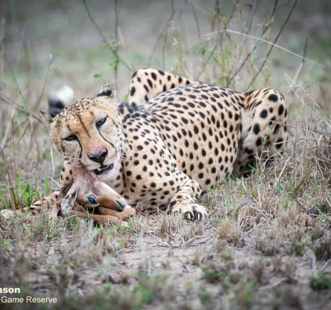 04Shaun Jenkinson Cheetah Kill 18 11 2019 4 Final