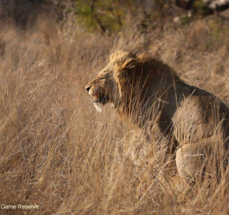 33Marco Vietti Mating Lions 260820 FINAL