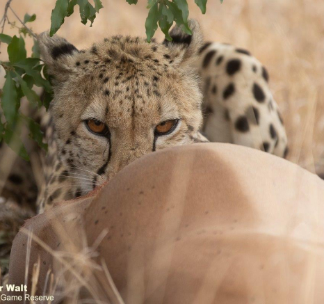 A23Tyron Van Der Walt Female Cheetah 100821 2 Final