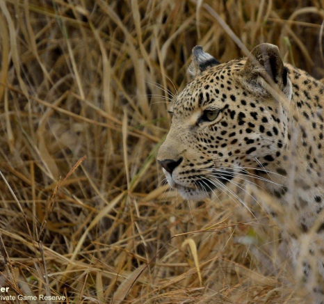 B09Jaco Faber Kigelia 1 290821 Final B09Jaco Faber Kigelia 1 290821 Final