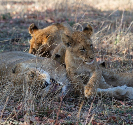 A22Amy Leigh Lion Styx 1 260921 Final A22Amy Leigh Lion Styx 1 260921 Final