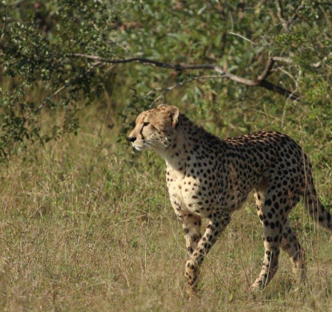 A19David Den Hartog Cheetah 29 04 2022 2 Final A19David Den Hartog Cheetah 29 04 2022 2 Final