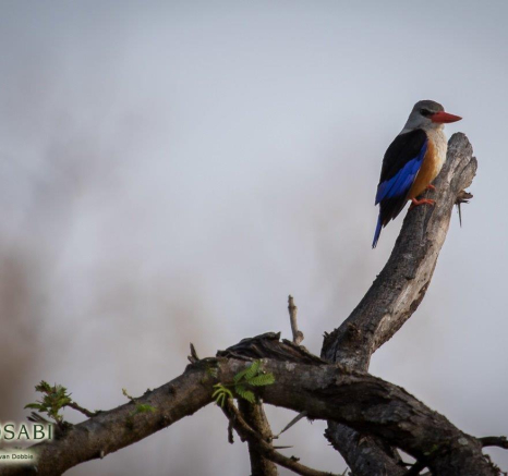 29Kevan Dobbie Grey Headed Kingfisher 2310.1 Final 29Kevan Dobbie Grey Headed Kingfisher 2310.1 Final