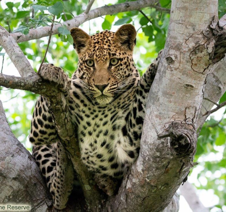 A25ronald Mutero Ntsumi And Cub 09012023 Final