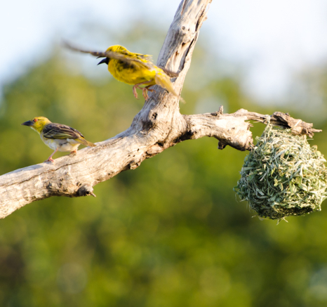 Southern Masked Weavers 8 Southern Masked Weavers 8