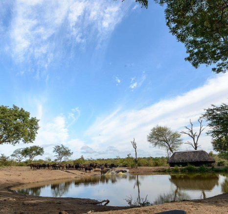 11Mike Palmer Buff Herd 050316 3