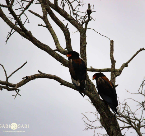 42Louise Murray Bateleur 12112018 Final