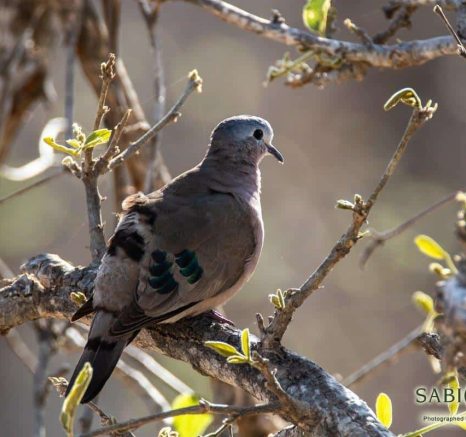 36Kevin Van Der Linde Emerald Spotted Wood Dove 14112018 Final