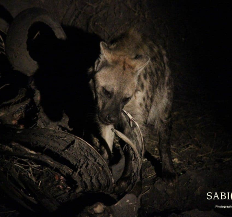 10Louise Murray Hyena 28052018 3 Final